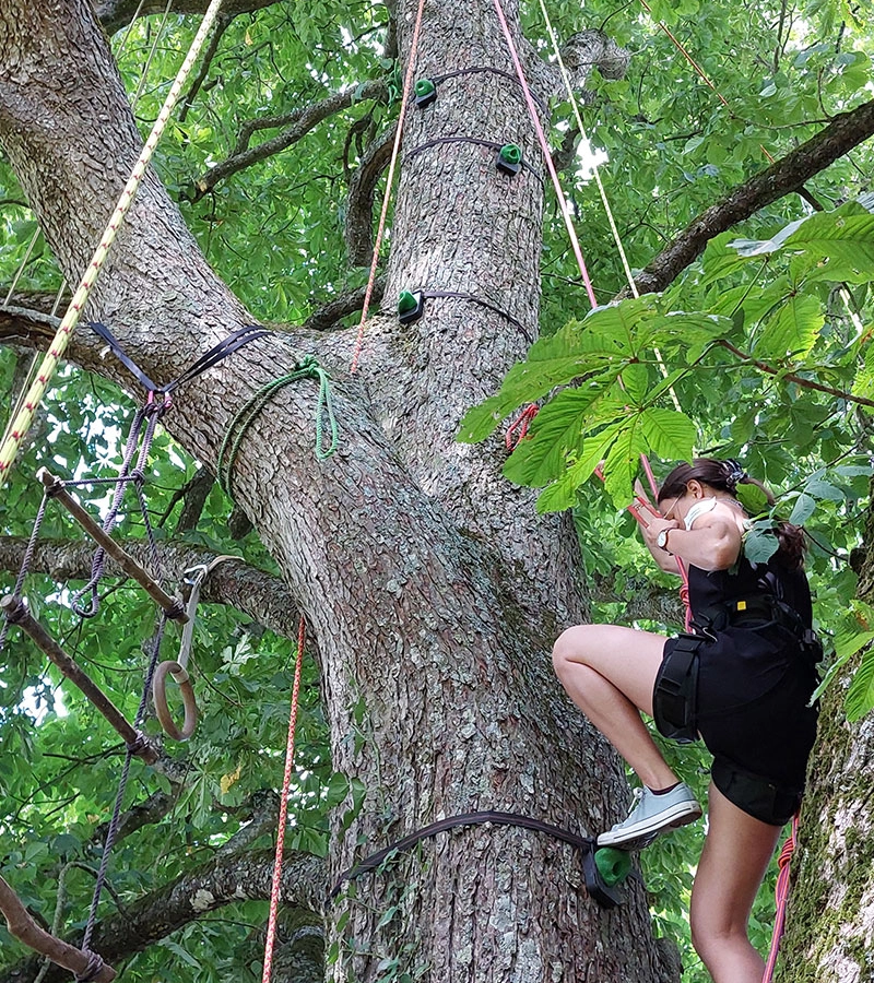 Grimpe d'arbre