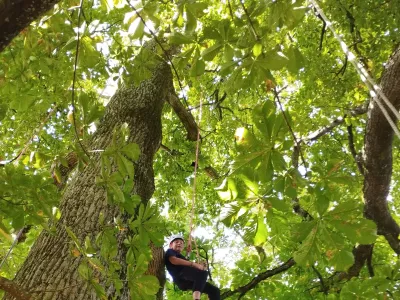 Grimpes d’arbre
